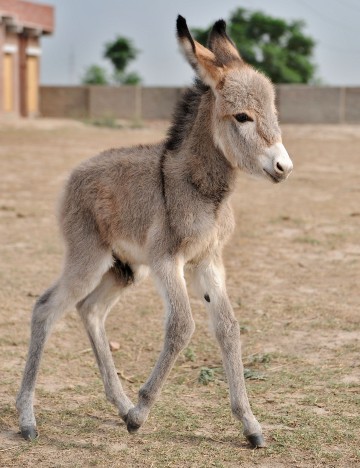 Foal in Senegal