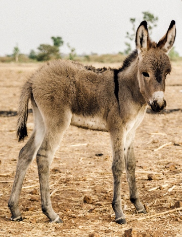 Foal in Senegal