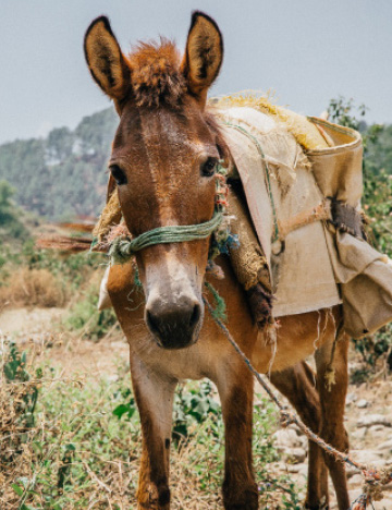 donkey
