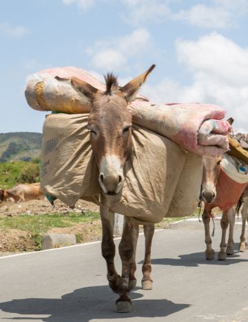donkey