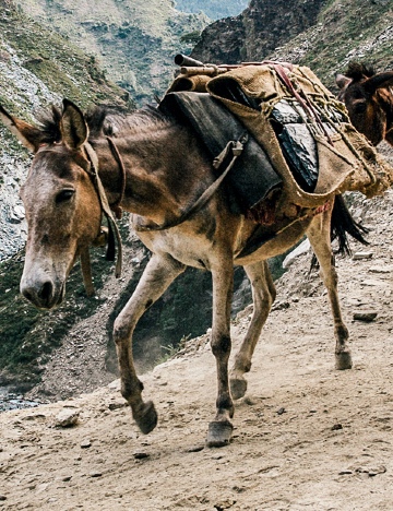 India pack horse