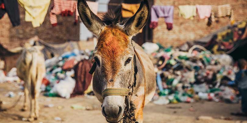 Helping donkeys in one of Pakistan's toughest environments | Brooke