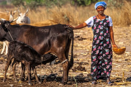 Woman stands with cattle