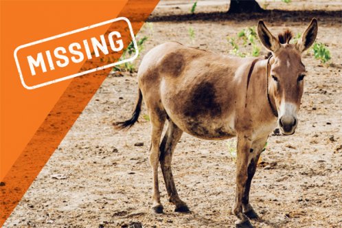 Missing. Donkeys stolen for their skins