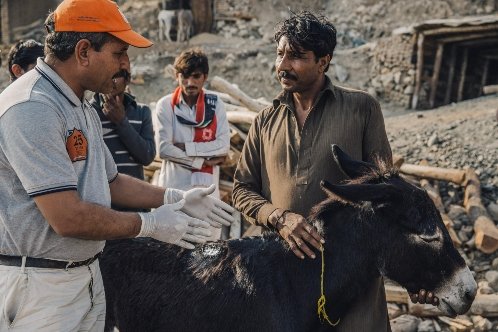 Brooke vet demonstrates good welfare practice