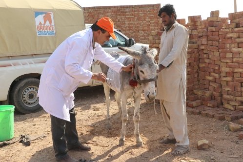 Brooke vet shows donkey owner how to administer first aid