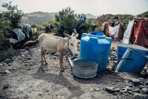 Donkey next to its water supply