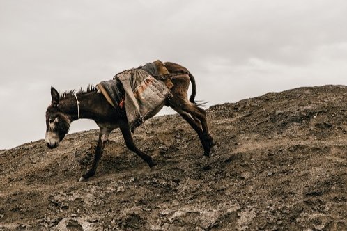 Coal mine donkey at work