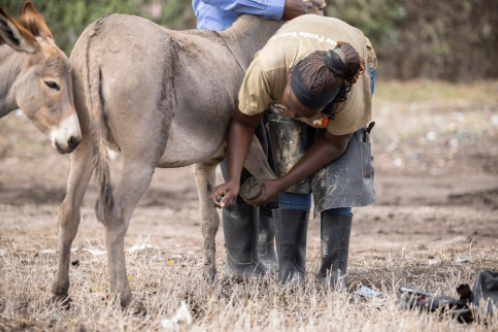 Jane the farrier checking donkey’s hoof