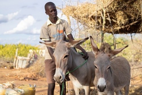 Donkey care club pupil Dennis with his donkeys