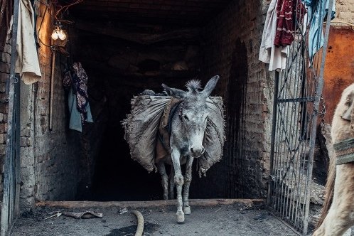 Coal mine donkey with heavy load