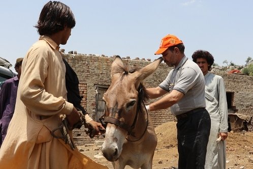 Donkey receiving medical treatment