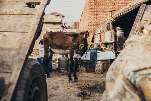 Tethered working donkey