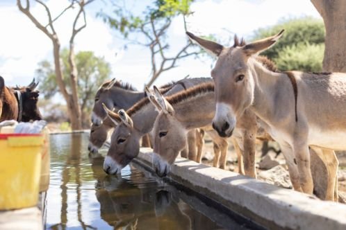 Donkeys having a drink at water trough