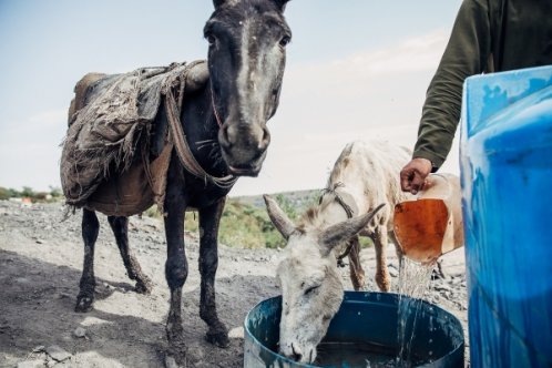 Donkeys drinking water from a trough