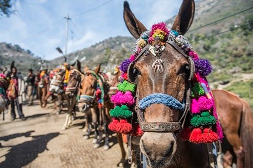 Donkeys with colourful harnesses