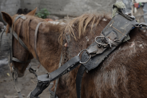 Horse in a harness with a wound