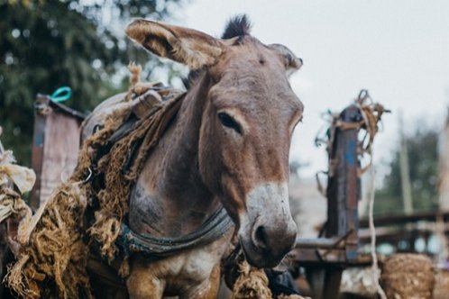 Donkey with inappropriate harness