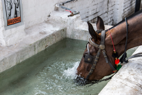 Horse drinking from newly installed water point