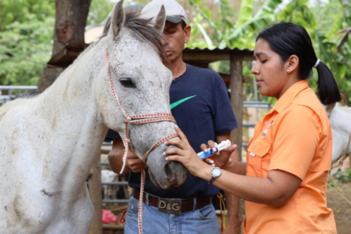 Horse receiving medicine from trained vet to help relieve pain and fight infection