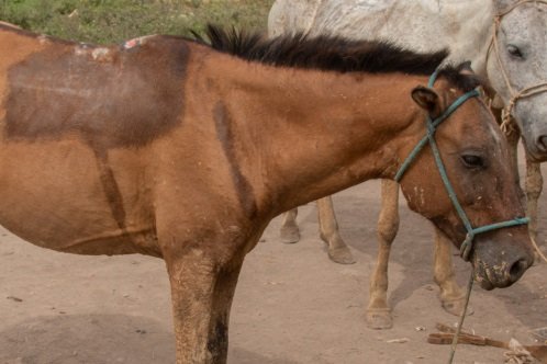 Horse with harness wounds on market day in Rosita Mountain 