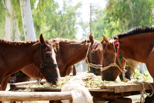 Horses eating good food whilst being shaded from the scorching sun