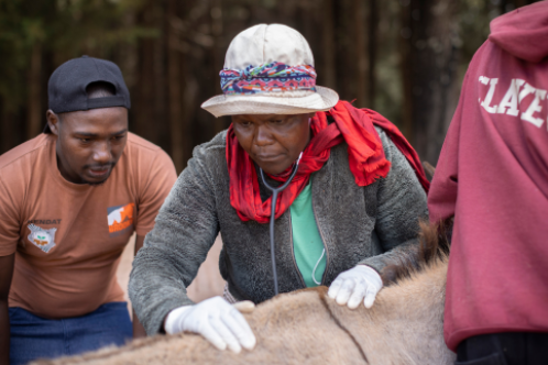 Paravet Alice treating poorly donkey