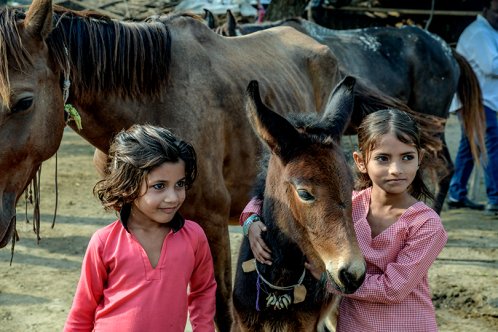 Two girls and a young horse