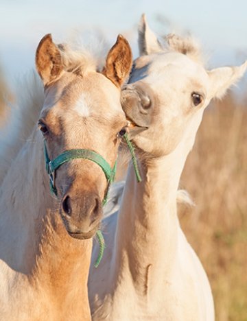 6 Amazing Facts About Your Horse's Face