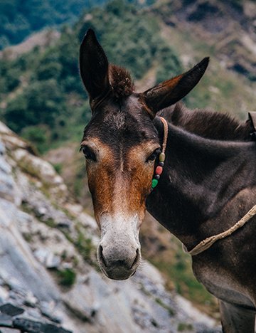 Reasons why Mules rule | Brooke